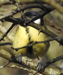 Parus major