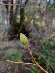Rhododendron occidentale