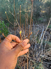 Rhododendron occidentale