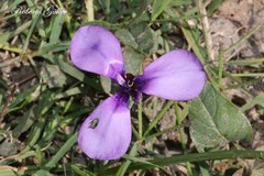 Herbertia tigridioides
