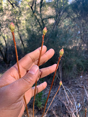 Rhododendron occidentale