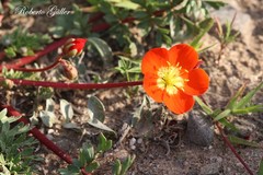 Hypseocharis pimpinellifolia