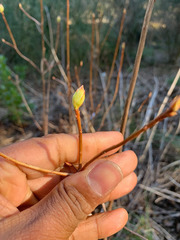 Rhododendron occidentale