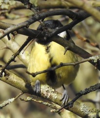 Parus major