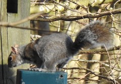 Sciurus carolinensis