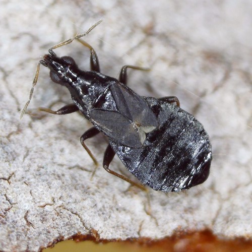 Superfamily Cimicoidea · iNaturalist