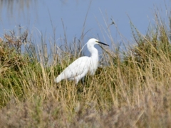 Egretta garzetta