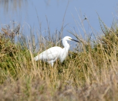 Egretta garzetta