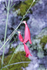 Penstemon wislizeni