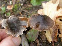 Cortinarius