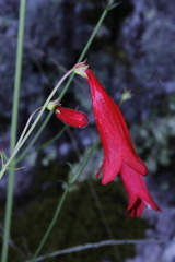 Penstemon wislizeni