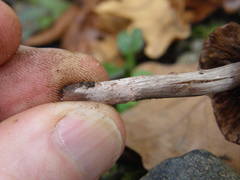 Cortinarius
