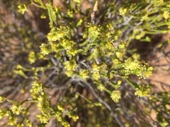 Passerina comosa