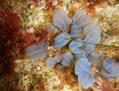 Dictyopteris undulata