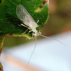 Stenopsocus immaculatus