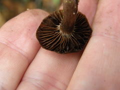 Cortinarius