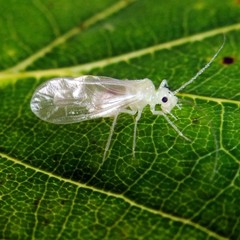 Stenopsocus immaculatus