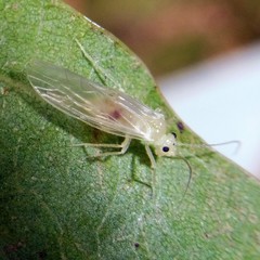 Stenopsocus immaculatus