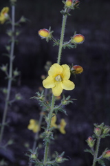 Seymeria bipinnatisecta