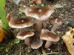 Cortinarius