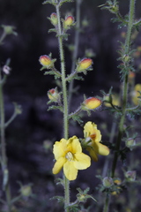 Seymeria bipinnatisecta