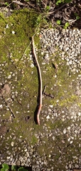 Lumbricus terrestris