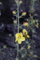 Seymeria bipinnatisecta