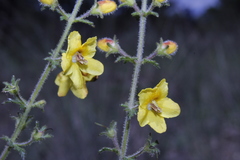 Seymeria bipinnatisecta