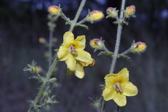 Seymeria bipinnatisecta