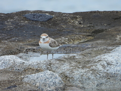 Charadrius peronii
