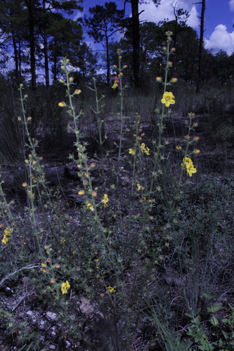 Image of Seymeria bipinnatisecta by (c) Arturo Castro Castro, some rights reserved (CC BY)