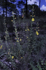 Seymeria bipinnatisecta