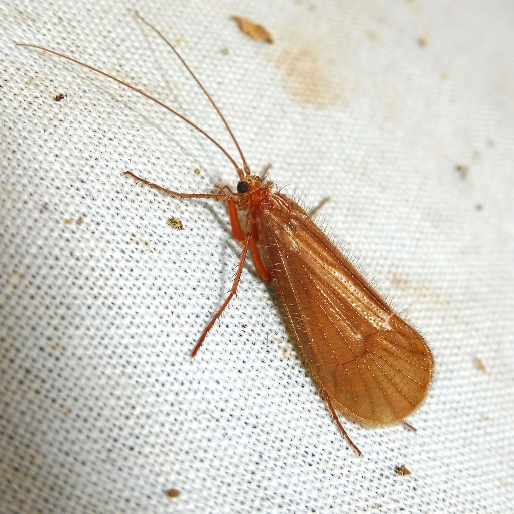 Chaetopteryx villosa