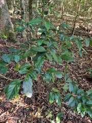 Cryptocarya foetida