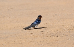 Hirundo rustica
