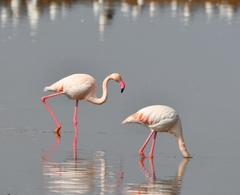 Phoenicopterus roseus
