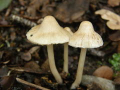 Inocybe