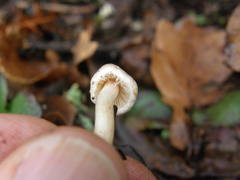 Inocybe