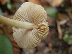 Inocybe