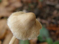 Inocybe