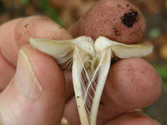 Inocybe