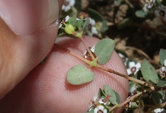 Euphorbia polycarpa polycarpa