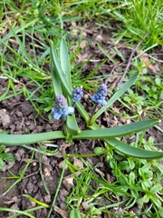 Muscari azureum