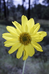 Iostephane madrensis