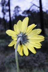 Iostephane madrensis