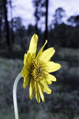 Iostephane madrensis