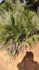Chamaerops humilis