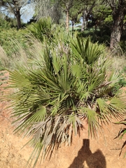 Chamaerops humilis