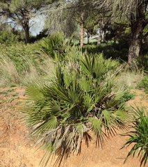 Chamaerops humilis