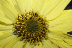 Iostephane madrensis